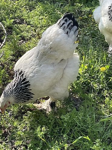 canada goose: Продаю | Куры | Брама | Для разведения — 5