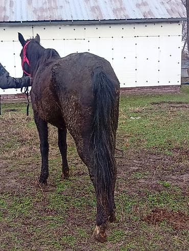 тай жеребец: Продаю | Кобыла (самка) | Для разведения — 5