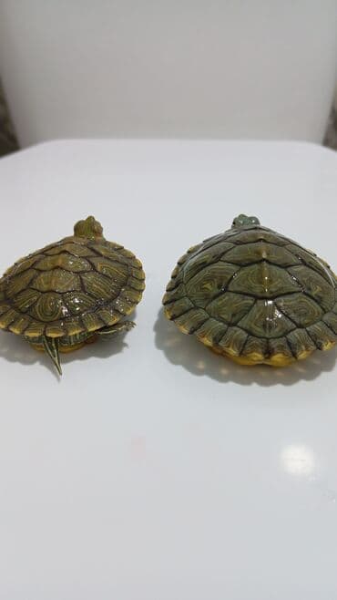 продажа собак чихуахуа: Молодые водные черепахи (красноухие). на заказ. - Вид: Trachemys — 4