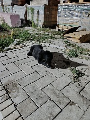 щенки хаски ош: Овчарка, 2 месяца, Самец — 4