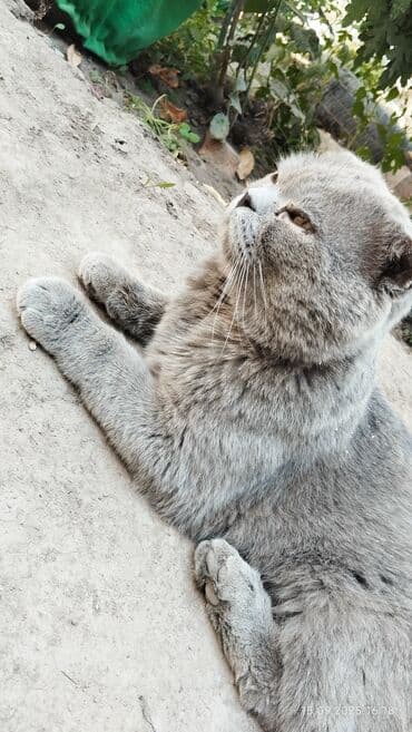 показы 1 354 72 договорная кошка даром британская короткошёрстная 1 год мальчик метис 2 позвонить написать: 1 год, Мальчик, Серый, Приучена к лотку — 1