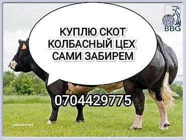 Частное лицо, Колбасный цех : Коровы, быки, Лошади, кони, | Круглосуточно, Любое состояние, Забитый at lalafo.kg Частное лицо, Колбасный цех : Коровы, быки, Лошади, кони, | Круглосуточно, Любое состояние, Забитый