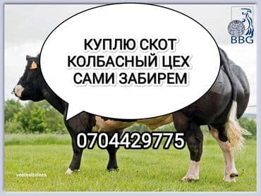 домашние птицы: Куплю | Коровы, быки, Лошади, кони | Любое состояние, Забитый, На забой, на мясо — 1