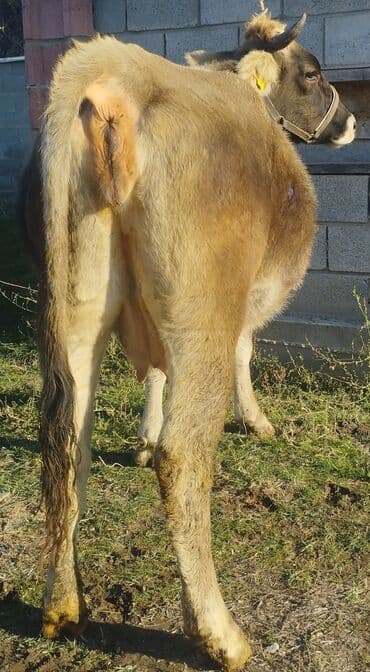 высокоудойные коровы: Сатам | Уй (ургаачы) | Аргын, Швиц, Симментал | Көбөйтүү үчүн, Сүт алуу үчүн | Бооз, Жасалма уруктандырылган — 2