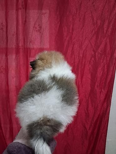 кане корсо собака цена: Помиранский шпиц •Девочка •Родилась 14 .03.2026 •Окрас : пати-колор — 7