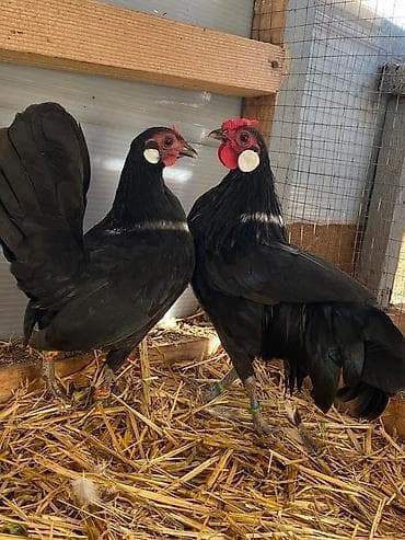 Ветеринар кызматы: Сатам | Тооктор, Короздор — 4