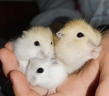 хомяк даром: 🐹 Маленькое пушистое счастье ищет дом! 🏡Вы только посмотрите на эти — 1