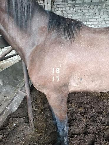 кара балта животные: Тавро Лошадей — 1