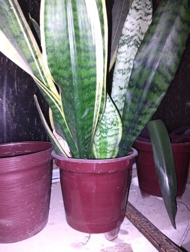 детскую кровать 7 в 1: Рассада деревьев: Самовывоз — 3