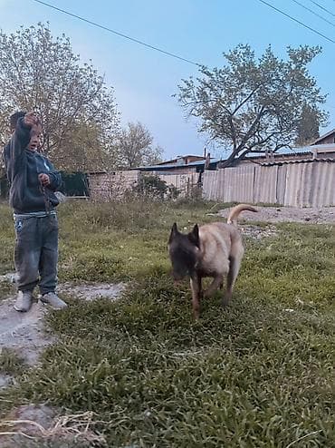 алабай собаки: Порода: бельгийская овчарка (малинуа) Описание: - Энергичная — 7