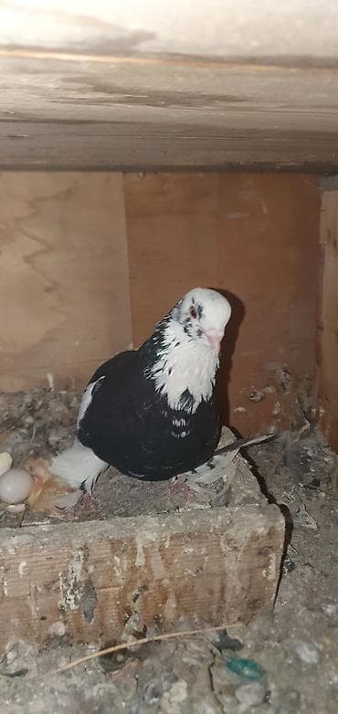 блиц норма: Породистые декоративные голуби есть в се породы чубые двух чубые — 1