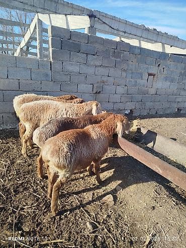 конь рабочий: Продаю | Овца (самка) | Эдильбаевская | Для разведения — 4