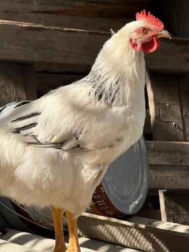 Аквариумдар: Сатам | Короздор | Көбөйтүү үчүн — 4