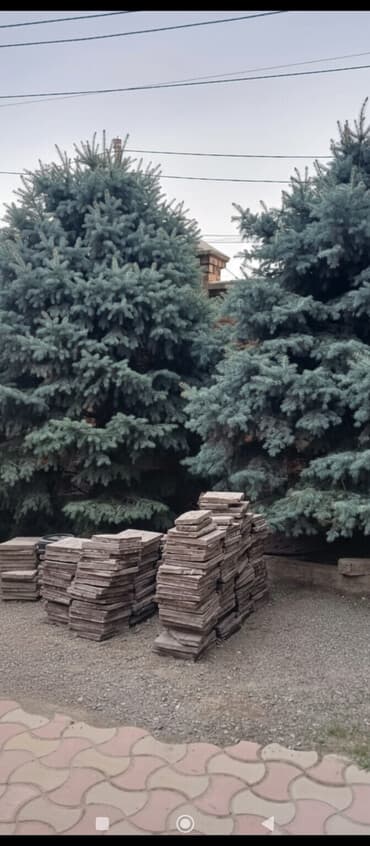 удобрений: Голубая ель (Picea pungens, «голубая ель колючая») — крупномерные — 1