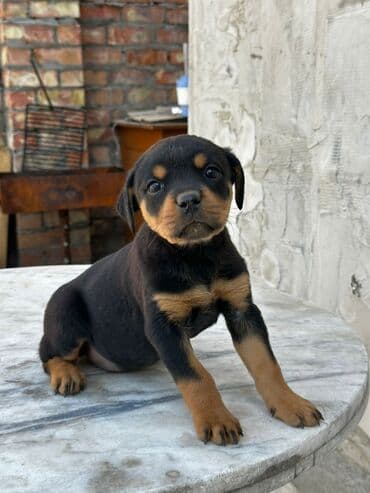 ротвелер: Щенок породы ротвейлер (черно-подпалый окрас) - Порода: ротвейлер - — 5