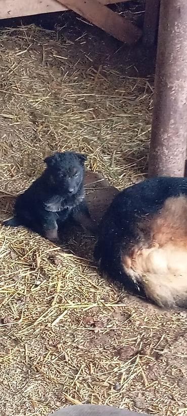 заберу собаку: Немецкая овчарка, 2 месяца, Самка — 5