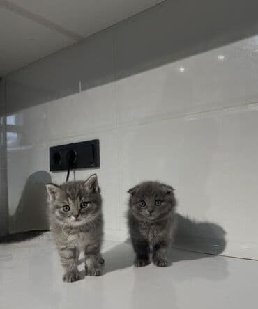 Шотландская вислоухая и Шотландская прямоухая Классный подарок на