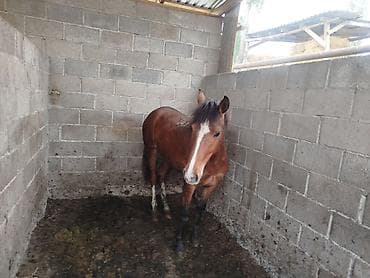кой мал: Продаю | Кобыла (самка) — 1