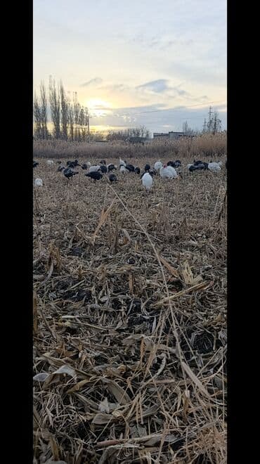 декоративные животные: Продаю | Индюшка (самка) | Для разведения | Племенные — 1