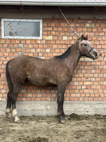 рынок собак в бишкеке: Продаю | Жеребенок | Рабочий, Конный спорт — 1