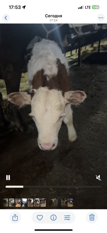 соль для животных: Продаю | Музоо, торпок | На откорм — 1