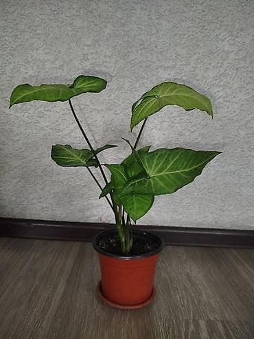 Комнатные растения в горшках 1) Замиокулькас (долларовое дерево) - — 8