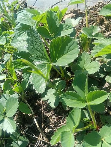 алоэ растение: Рассада садовой земляники (клубники) - Сильные розетки с хорошо — 2