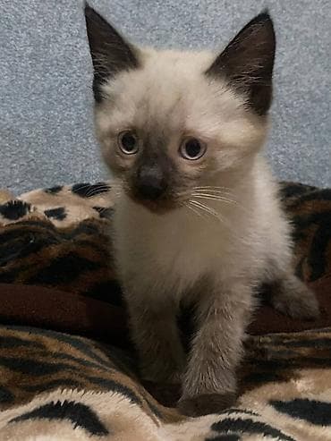 мышык кошка: Тай, 2 айлык, Эркек — 3