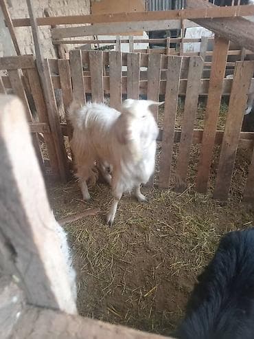 бука 1 5 жаш: Сатам | Ургаачы кой (ургаачы) | Аргын | Союуга — 10