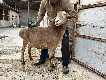 выделка шкур барана цена: Продаю | Овца (самка), Ягненок — 3