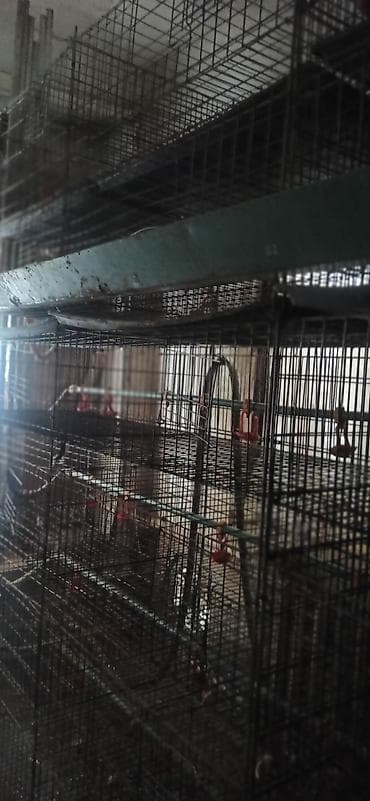 клетка для перепелок: Клеточные батареи для содержания птицы (кур-несушек/перепелов) — 9