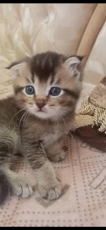 шотлан: Шотландский котёнок с вислоухостью (Scottish Fold) классического — 1