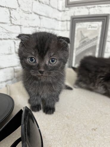 шотланская вислоухая кошка: Продаются котята.2 мальчика и 2 девочки.Дата рождения 18.10. 2025 — 2