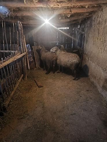 Кошки: Продаю | Овца (самка) | Для разведения — 2