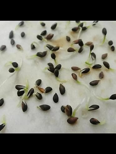 Дом и сад: Семена голубой ели (ель колючая, Picea pungens, формы Blue/Glauca) В — 6