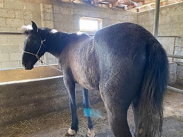 прокат лошади: Продаю | Кобыла (самка), Жеребенок | На забой, Для разведения — 3