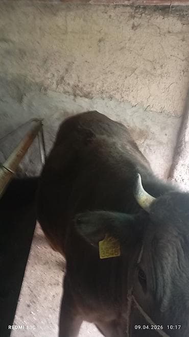 Продаю | Бык (самец) | На откорм | Привязанные