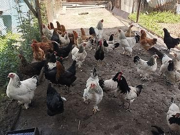 продаю цеплята: Продаю | Куры | Полубрама, Домашняя | Несушки — 1