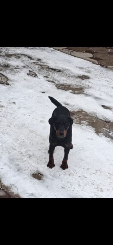 купить амстаффа: Ягд-терьер Сука 2 года почти Привозная с Казахстана. Крови — 1