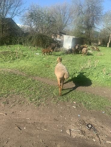 Продаю | Овца (самка) | Эдильбаевская | Для разведения