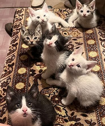 Отдадим котят в добрые руки, к лотку приучены,кушают все. Два белых