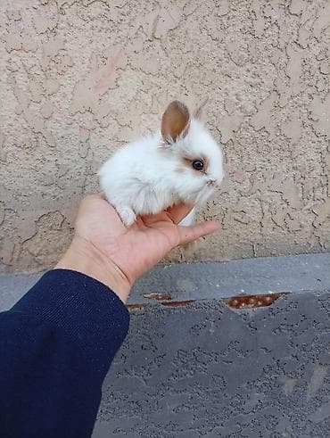 собака такса щенок: Карликовые декоративные кролики (пуховые «львиноголовые» типаж). - — 5