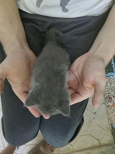 кошка пушистая: Котята, короткошёрстные, домашние. Тигровый (мальчик и девочка) — 7