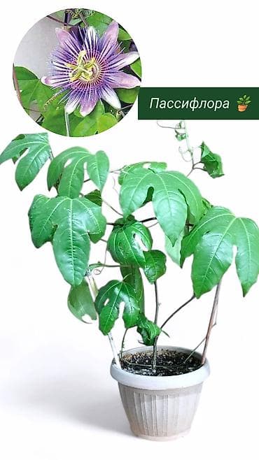 Продаю комнатные растения. Пассифлора кализия розовая пантера