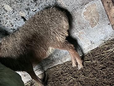 Башка жаныбарлар: Сатам | Ургаачы кой (ургаачы) | Көбөйтүү үчүн — 2