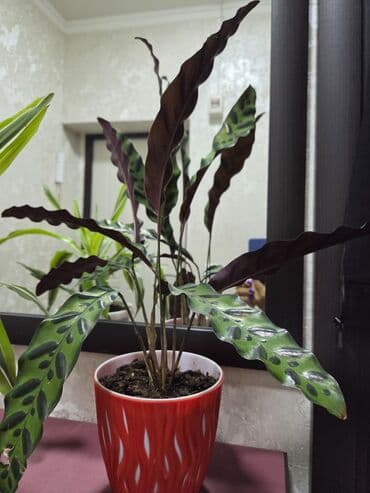 садовые украшения: Комнатные растения в кашпо 1) Фаленопсис (орхидея) — белые крупные — 16