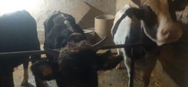 продаю в связи с переездом: Сатам | Бука (эркек) | Аргын | Бордоп семиртүү үчүн | Байланган — 2