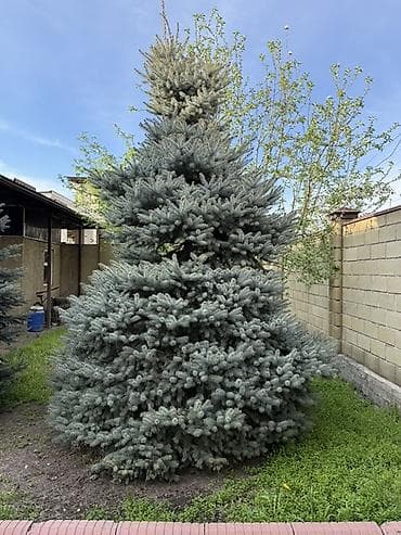 За две голубые ели 🌸 Ель колючая голубая (Picea pungens ‘Glauca’) — — 5