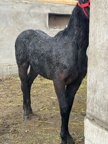 дойних коров: Продаю | Жеребенок | Для разведения | Племенные — 8