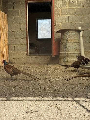 сабак окуган стол: Фазаны (порода: охотничий/маньчжурские) - Вольерное содержание — 1